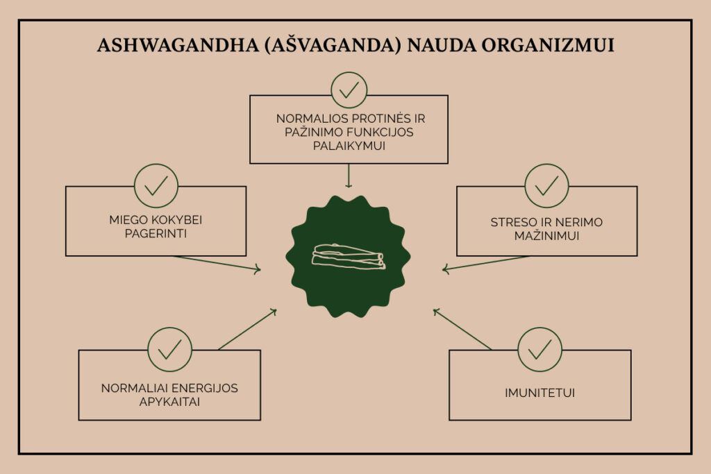 Ashwagandha (ašvaganda) nauda: miego kokybei gerinti, streso ir nerimo mažinimui, pažinimo funkcijoms palaikyti, imuninei sistemai ir energijos apykaitai
