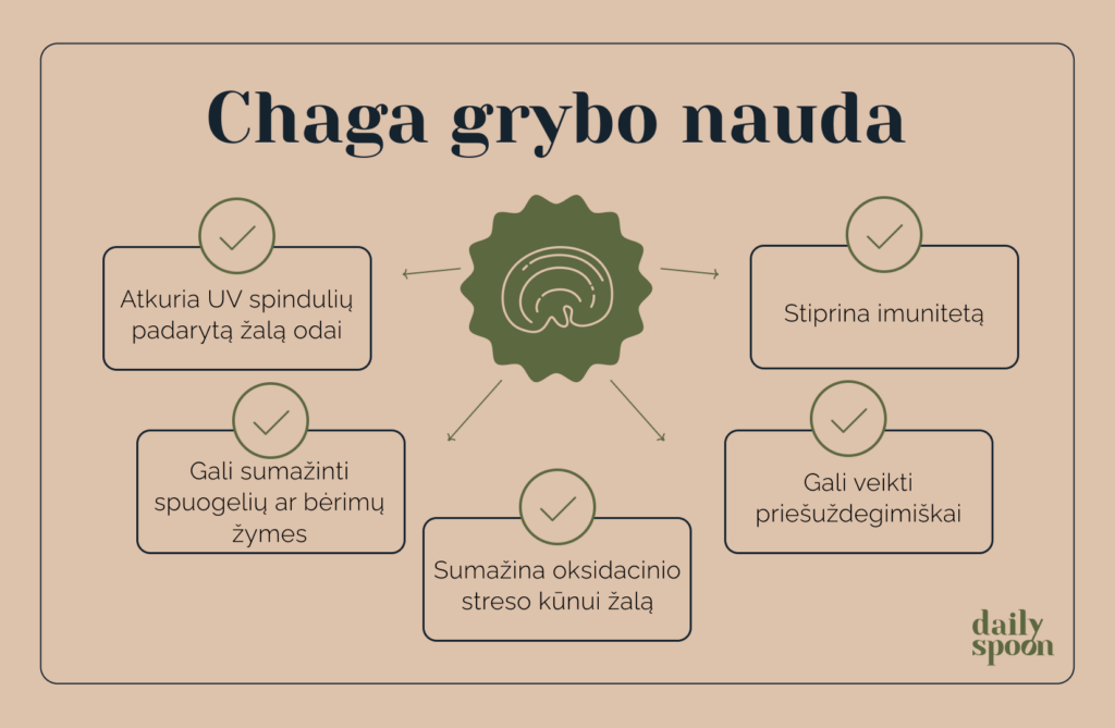 Chaga grybo nauda