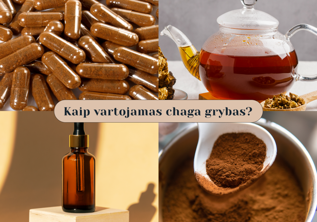 Kaip vartojamas chaga grybas?