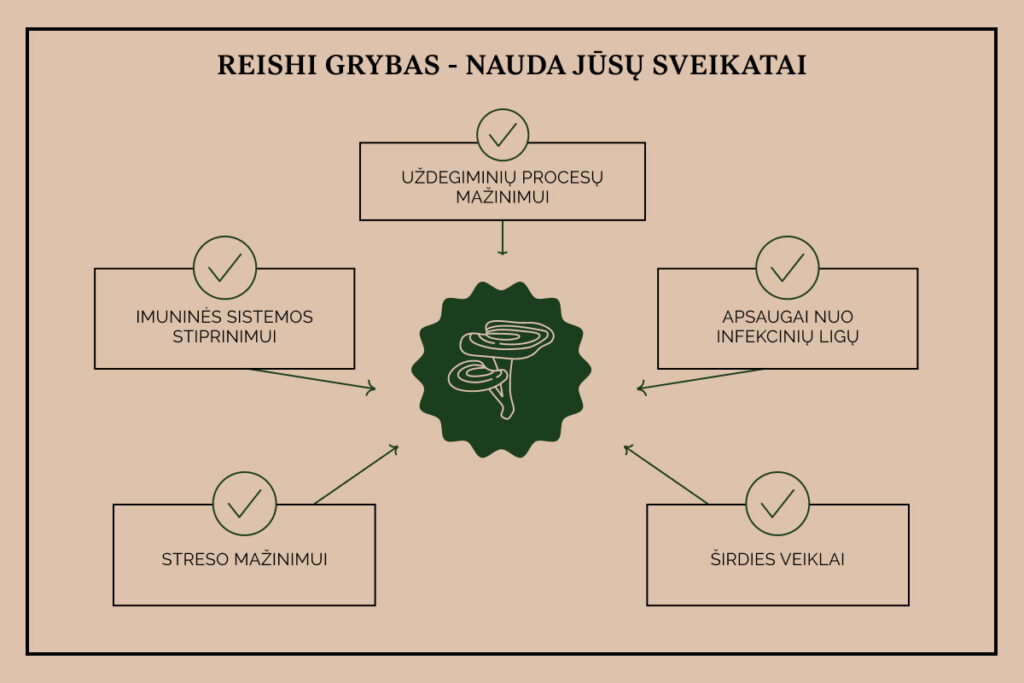 Reishi grybas - nauda jūsų sveikatai: imuninės sistemos stiprinimas, uždegimų mažinimas, apsauga nuo infekcijų, širdies veiklai, streso mažinimui