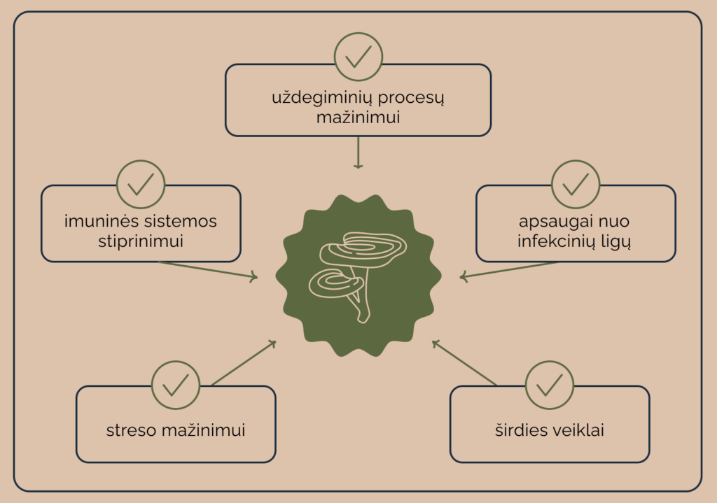 Reishi nauda